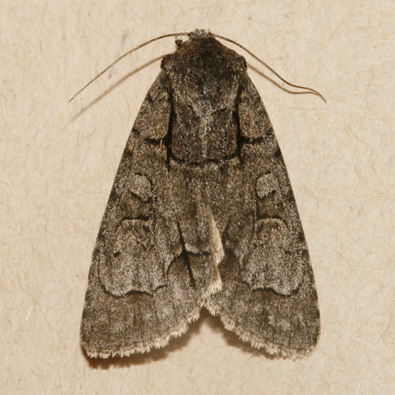 Photo of Acronicta radcliffei by Libby & Rick Avis